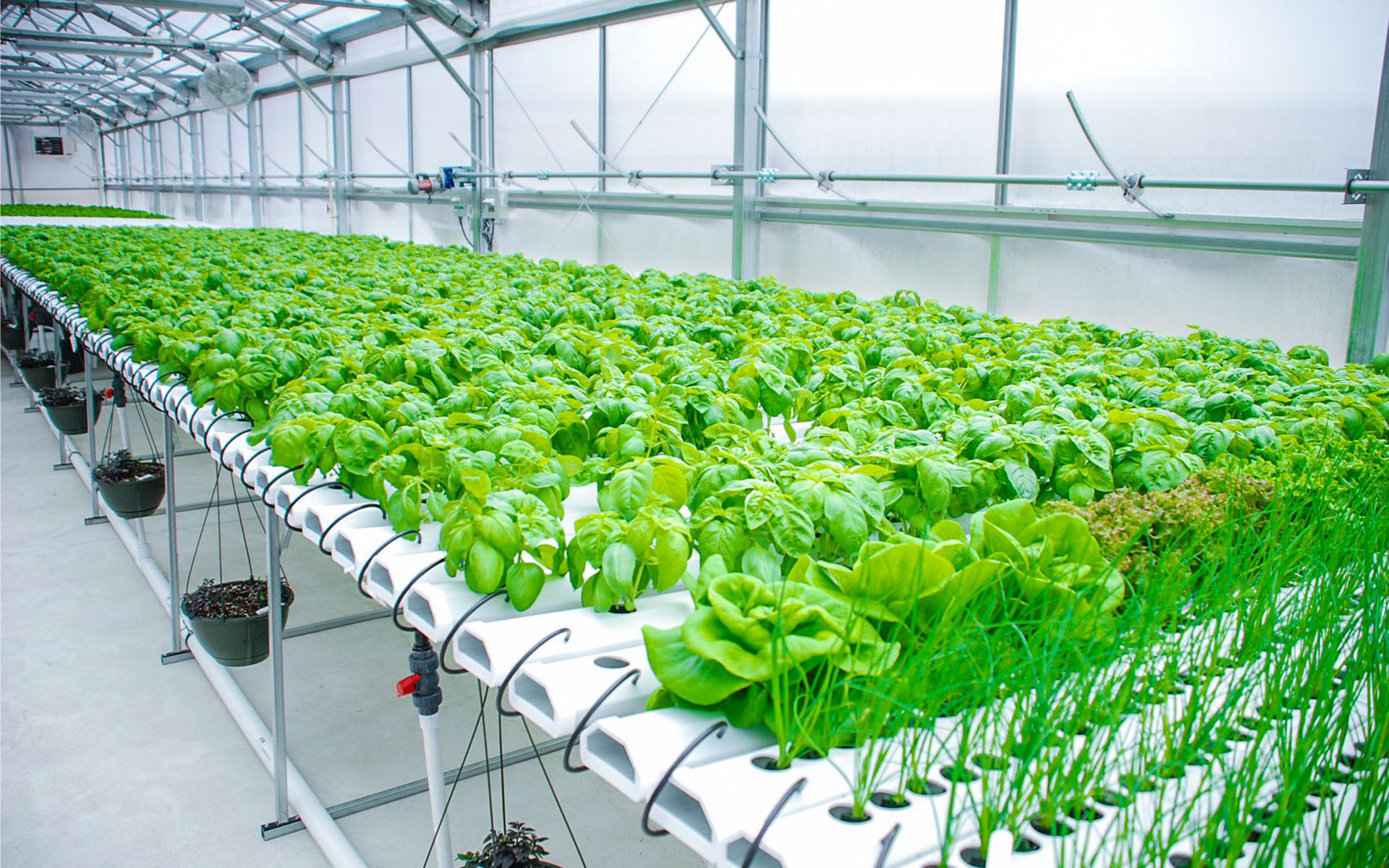 Proyecto de riego en campo agrícola